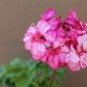 10 PCS Seeds Brookside Fantasy Light Pink Geranium
