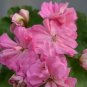10 PCS Seeds Brookside Fantasy Light Pink Geranium