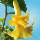 100 PCS Seeds Brugmansia Datura Mixed 100 PCS Seeds Brugmansia Datura Mixed