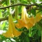 100 PCS Seeds Brugmansia Datura Mixed