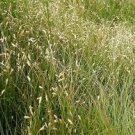 50 PCS Seeds Buchloe Dactyloides Grass 50 PCS Seeds Buchloe Dactyloides Grass