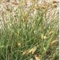 50 PCS Seeds Buchloe Dactyloides Grass
