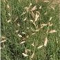 50 PCS Seeds Buchloe Dactyloides Grass