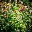 30 PCS Seeds Buckwheat Edible Green Herb Foods