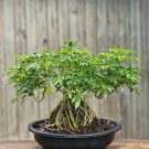 100 PCS Seeds Buddha Bamboo Seeds Bonsai Ornamental Plants