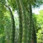 100 PCS Seeds Buddha Bamboo Seeds Bonsai Ornamental Plants