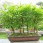 100 PCS Seeds Buddha Bamboo Seeds Bonsai Ornamental Plants