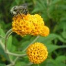 100 PCS Seeds Buddleja lindleyana Seeds Orangish Yellow Flowers 100 PCS Seeds Buddleja lindleyana Seeds Orangish Yellow Flowers