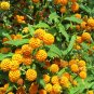 100 PCS Seeds Buddleja lindleyana Seeds Orangish Yellow Flowers