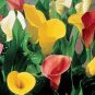 2 PCS Seeds BULBS Calla Flower