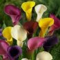 2 PCS Seeds BULBS Calla Flower