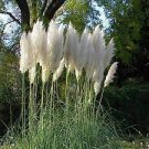 400 PCS Seeds Bulish Black Pampas Grass