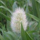 20 PCS Seeds Bunny Tails Lagurus Ovatus Seeds Spring Ornamental Grasses