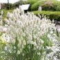 20 PCS Seeds Bunny Tails Lagurus Ovatus Seeds Spring Ornamental Grasses