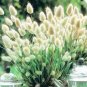 20 PCS Seeds Bunny Tails Lagurus Ovatus Seeds Spring Ornamental Grasses