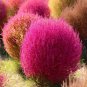 3500 PCS Seeds Burning Bush Grass Kochia Scoparia Summer Cypress