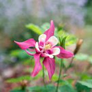 50 PCS Seeds Burnished Rose Pink Aquilegia Columbine