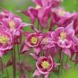 50 PCS Seeds Burnished Rose Pink Aquilegia Columbine
