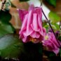 50 PCS Seeds Burnished Rose Pink Aquilegia Columbine