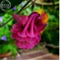 50 PCS Seeds Burnished Rose Pink Aquilegia Columbine