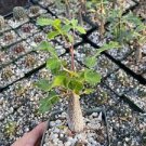 1 PCS Seeds Bursera Hindsiana Torote Prieto Torchwood