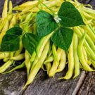 8 PCS Seeds Bush Beans Yellow Wax Bean 8 PCS Seeds Bush Beans Yellow Wax Bean