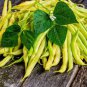 8 PCS Seeds Bush Beans Yellow Wax Bean