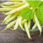 8 PCS Seeds Bush Beans Yellow Wax Bean