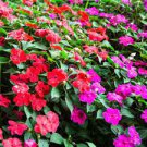 20 PCS Seeds Busy Lizzie Balsam Perennial Flower 20 PCS Seeds Busy Lizzie Balsam Perennial Flower
