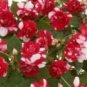 20 PCS Seeds Busy Lizzie Balsam Perennial Flower
