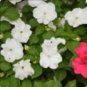 20 PCS Seeds Busy Lizzie Balsam Perennial Flower