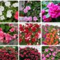20 PCS Seeds Busy Lizzie Balsam Perennial Flower