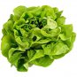 20 PCS Seeds Buttercrunch Lettuce