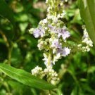 100 PCS Seeds Buy Vitex Negundo Tree Semente 100 PCS Seeds Buy Vitex Negundo Tree Semente