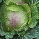 150 PCS Seeds Cabbage January King