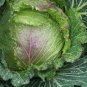 150 PCS Seeds Cabbage January King