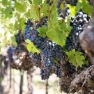 100 PCS Seeds Cabernet Sauvignon Grape Hardy Plant