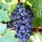 100 PCS Seeds Cabernet Sauvignon Grape Hardy Plant