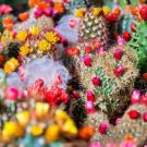 10 PCS Seeds Cacti Cactus Crown Mix 10 PCS Seeds Cacti Cactus Crown Mix