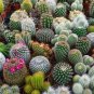 10 PCS Seeds Cacti Cactus Crown Mix