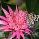 20 PCS Seeds Cactus Bromeliad
