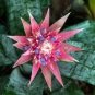 20 PCS Seeds Cactus Bromeliad