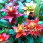 20 PCS Seeds Cactus Bromeliad