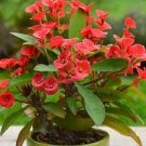 300 PCS Seeds Cactus Euphorbia Milii Flower Outdoor & Indoor Garden Cheap 300 PCS Seeds Cactus Euphorbia Milii Flower Outdoor & Indoor Garden Cheap