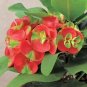 300 PCS Seeds Cactus Euphorbia Milii Flower Outdoor & Indoor Garden Cheap