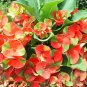 300 PCS Seeds Cactus Euphorbia Milii Flower Outdoor & Indoor Garden Cheap