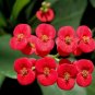 300 PCS Seeds Cactus Euphorbia Milii Flower Outdoor & Indoor Garden Cheap