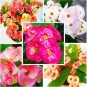 100 PCS Seeds Cactus Euphorbia Milii Seeds New Rare Flower Plants