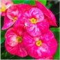 100 PCS Seeds Cactus Euphorbia Milii Seeds New Rare Flower Plants