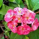 100 PCS Seeds Cactus Euphorbia Milli Bonsai New Rare Flower Plants 100 PCS Seeds Cactus Euphorbia Milli Bonsai New Rare Flower Plants